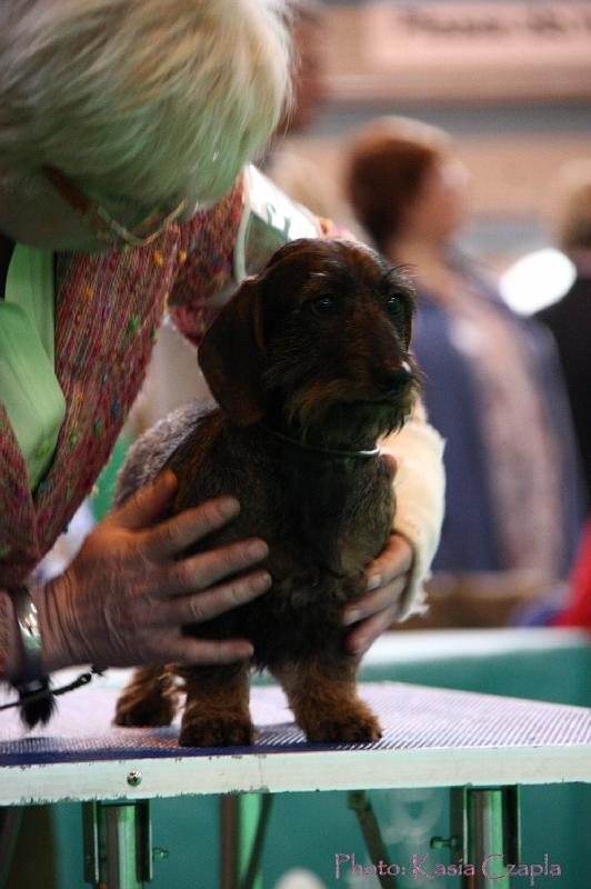 Crufts2011_2 1030.jpg